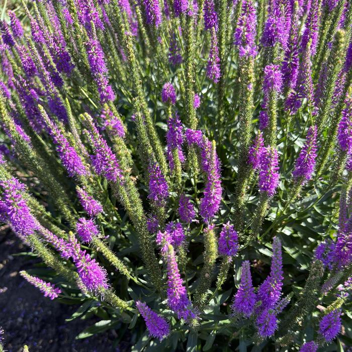 Veronica Da Vinci Delight