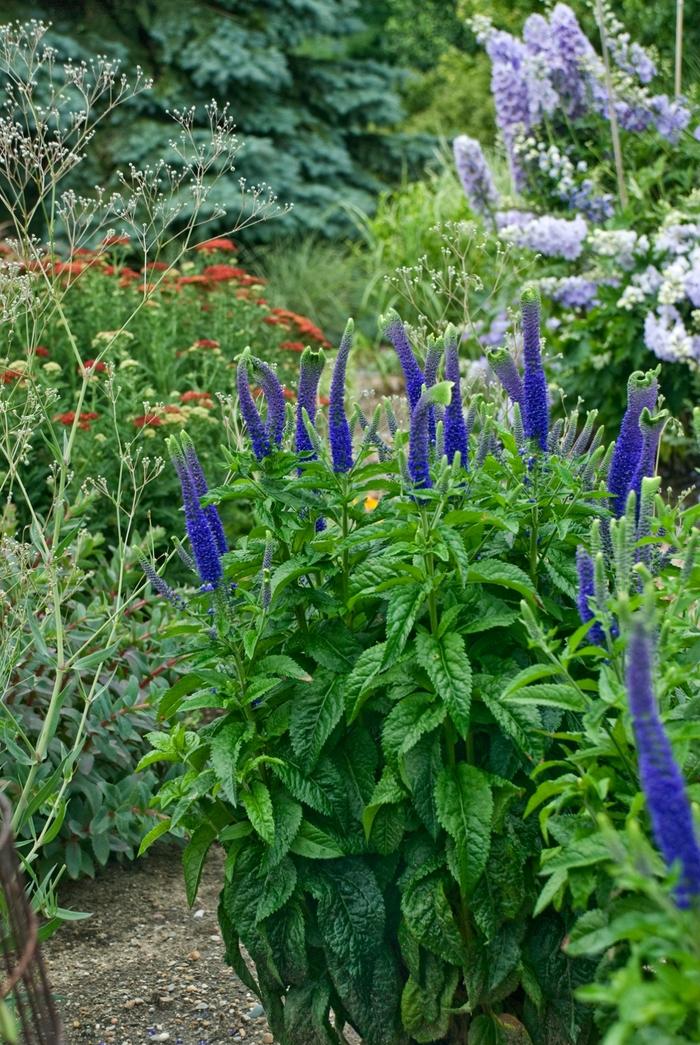 Veronica longifolia Sunny Border Blue