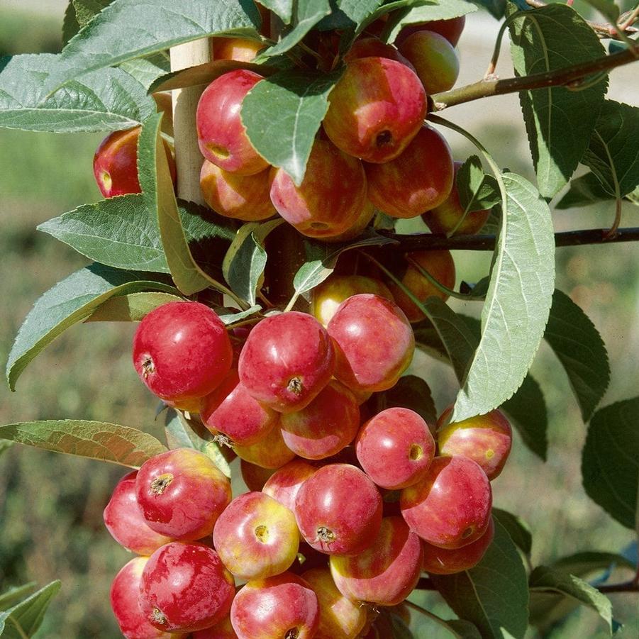 Apple Columnar Scarlet Sentinel™