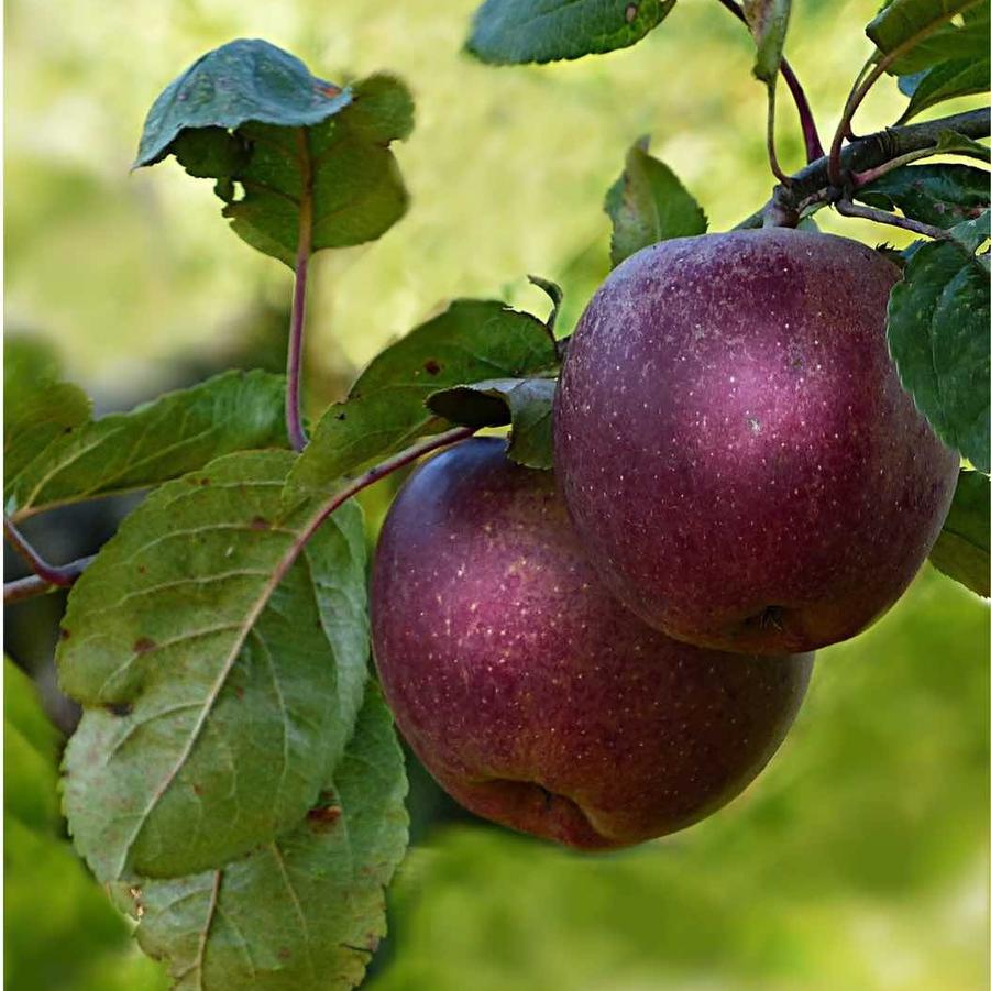 Apple Semi-Dwarf Arkansas Black