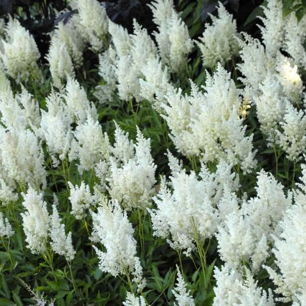 Astilbe x arendsii White Gloria