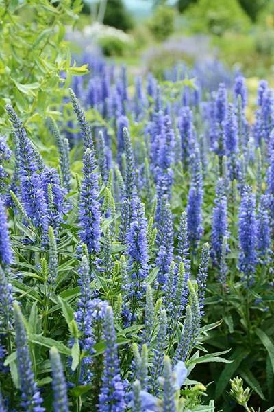 Veronica spicata Moody Blues® Sky Blue