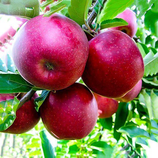 Apple Semi-Dwarf Red Jonathan