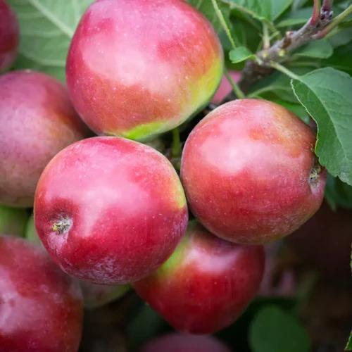 Apple Semi-Dwarf Spartan