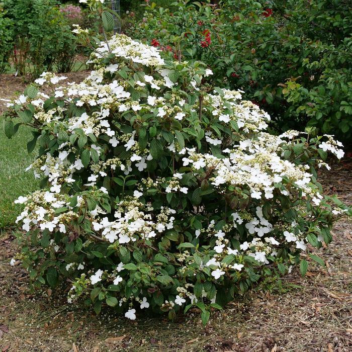 Viburnum plicatum Steady Eddy® PP33899