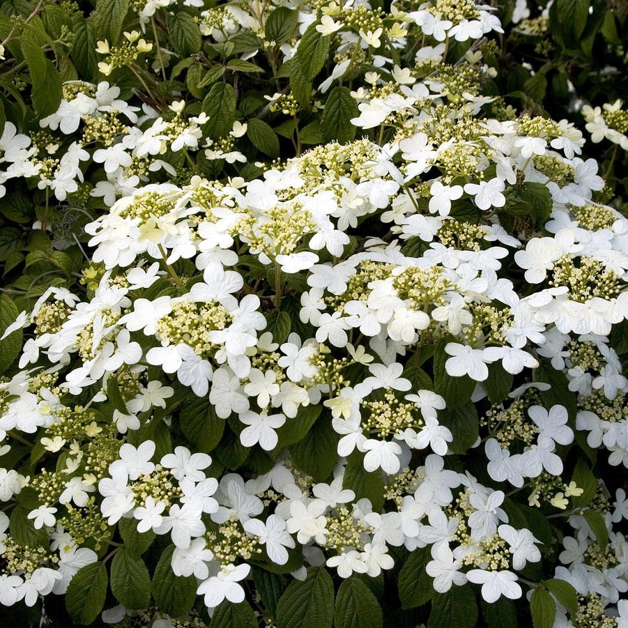Viburnum plicatum Summer Snowflake