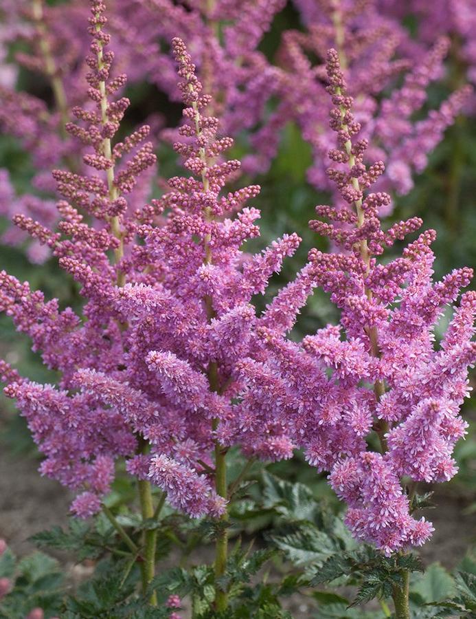 Astilbe chinensis Visions