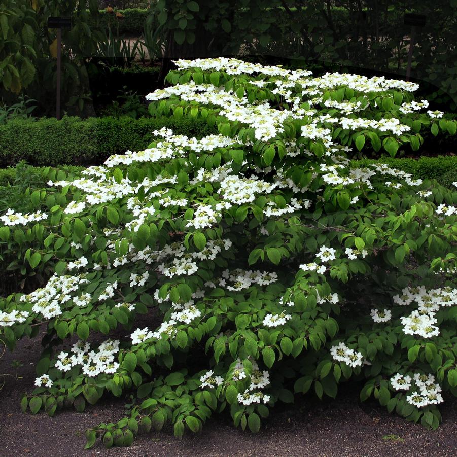 Viburnum plicatum var. tomen. Mariesii