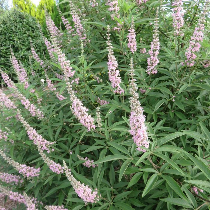 Vitex agnus-castus Galactic Pink®
