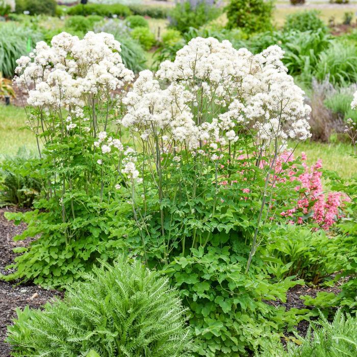 Thalictrum Cotton Ball PPAF