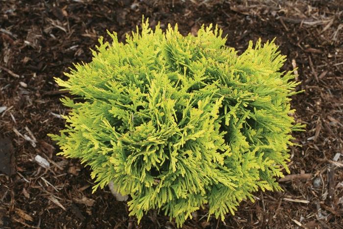 Thuja occidentalis Anna's Magic Ball® PP25868