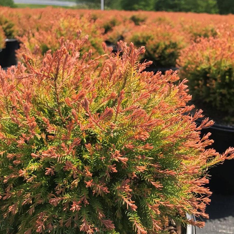 Thuja occidentalis Fire Chief™ PP19009