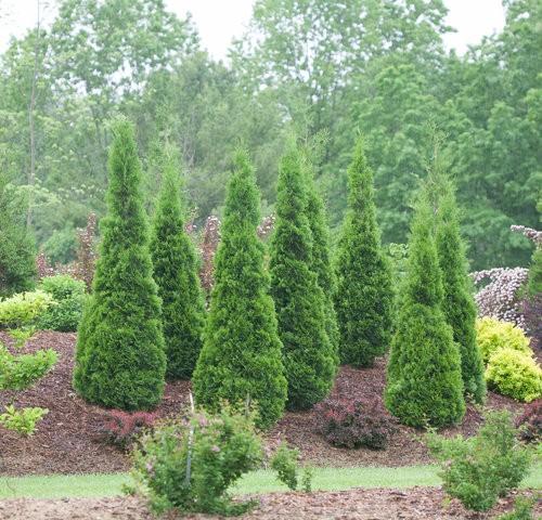 Thuja occidentalis North Pole® PP22174