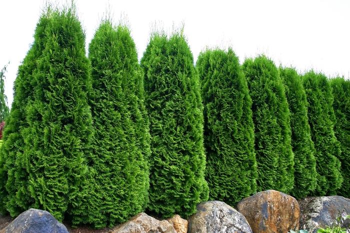 Thuja occidentalis Smaragd