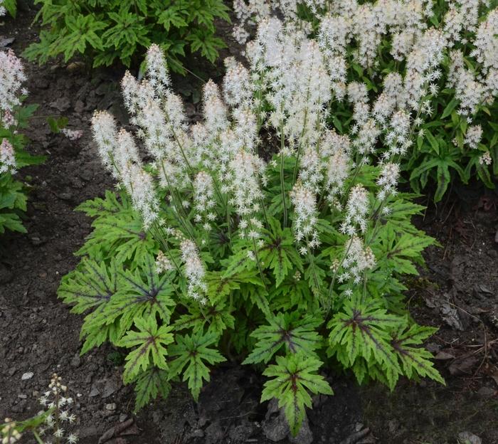 Tiarella Cutting Edge