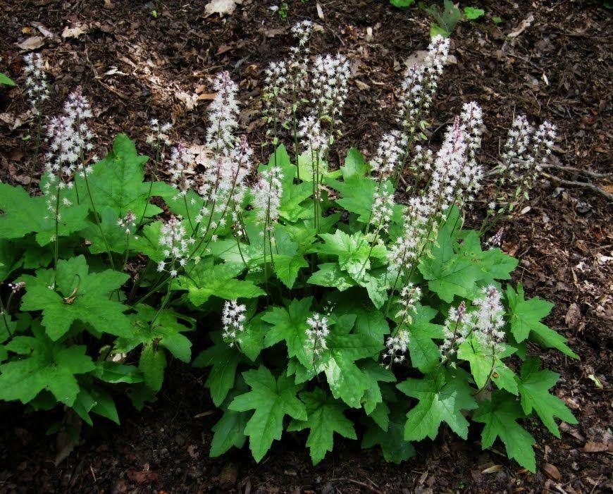 Tiarella Oakleaf