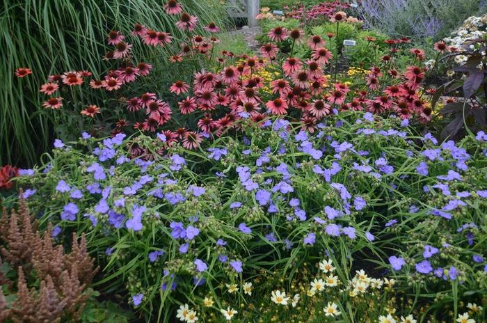 Tradescantia Amethyst Kiss™ PP24733