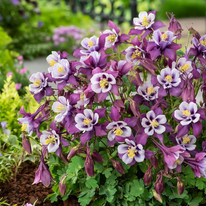 Aquilegia Earlybird™ Purple White