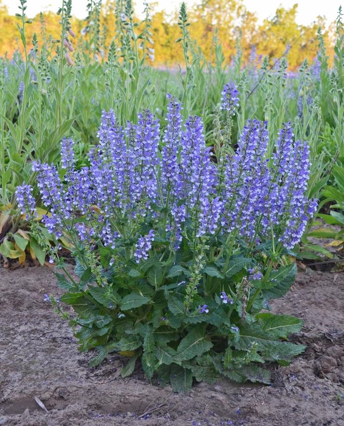 Salvia Color Spires® Azure Snow
