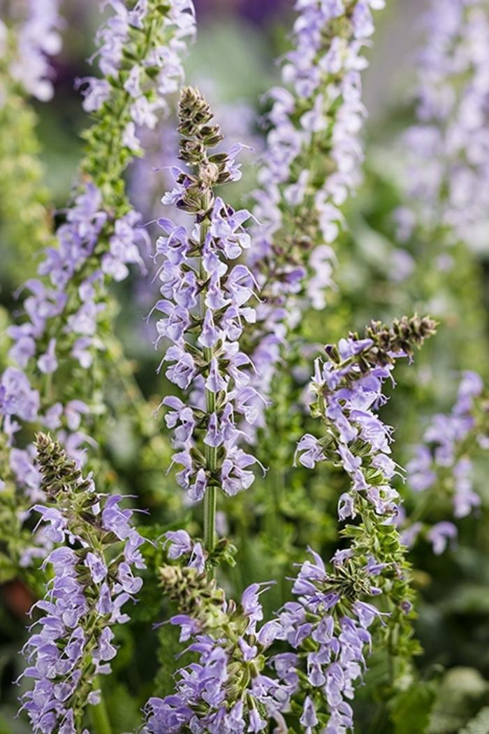 Salvia Color Spires® Crystal Blue