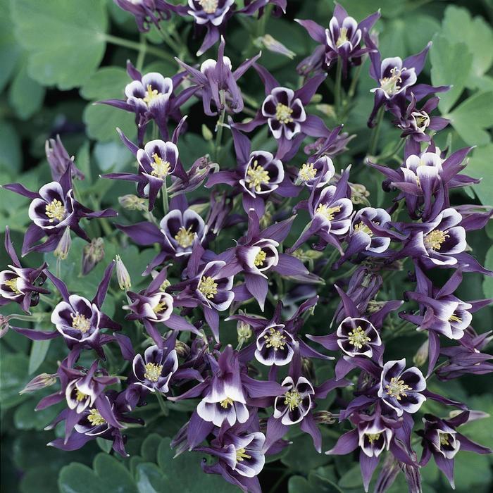 Aquilegia vulgaris Winky Purple and White