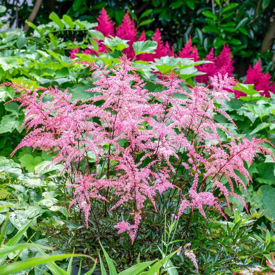 Astilbe simplicifolia Pretty in Pink
