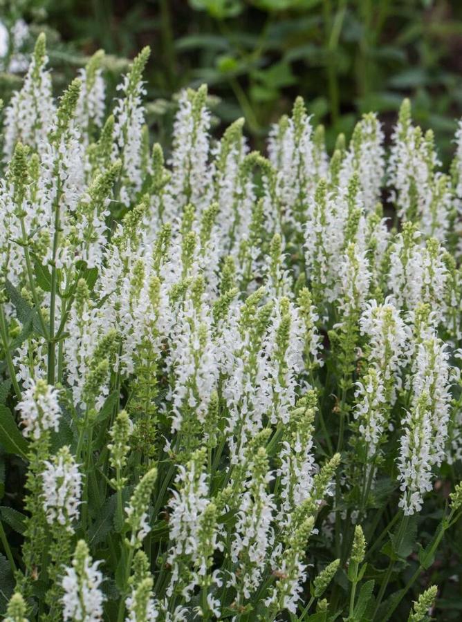 Salvia nemorosa Salute White
