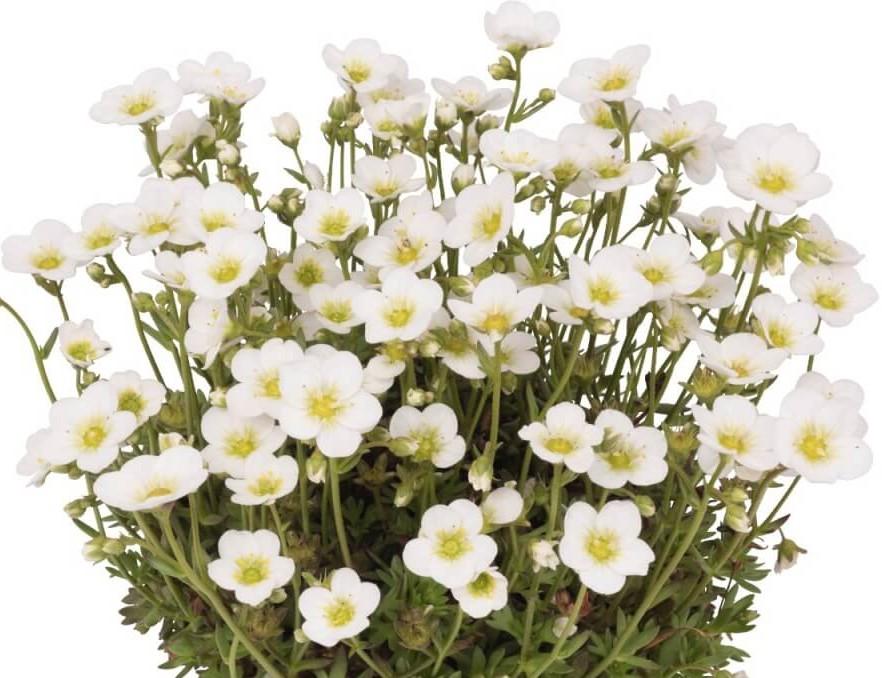 Saxifraga x arendsii Scenic White