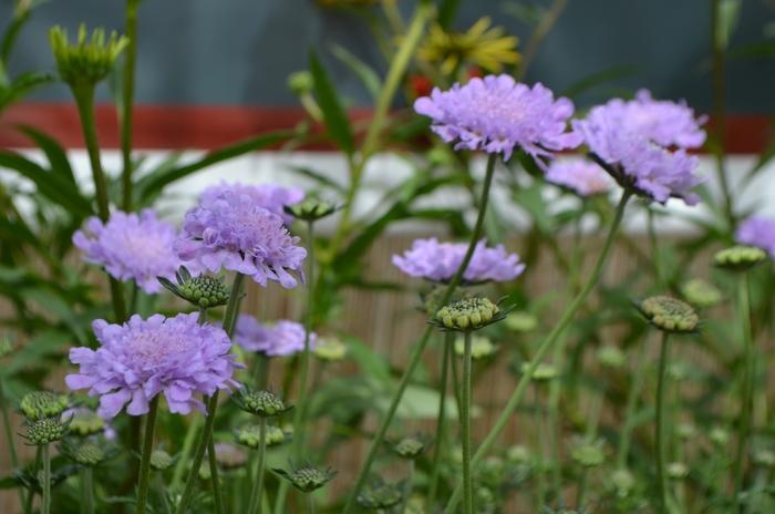 Scabiosa columbaria Flutter® Deep Blue PP28043