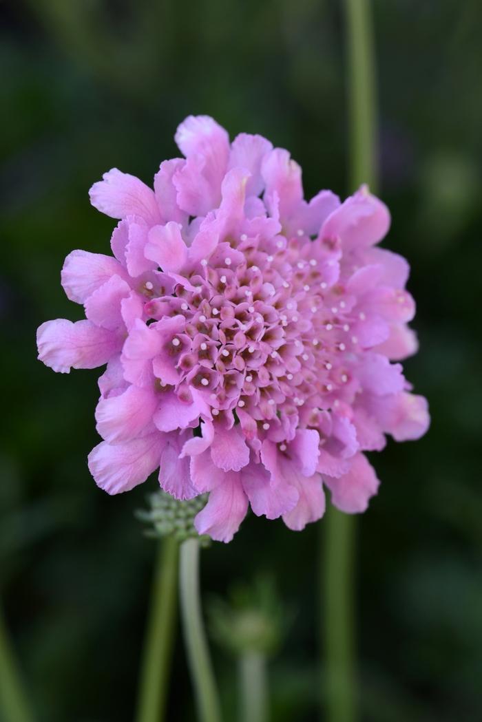 Scabiosa columbaria Flutter® Rose Pink PP27809