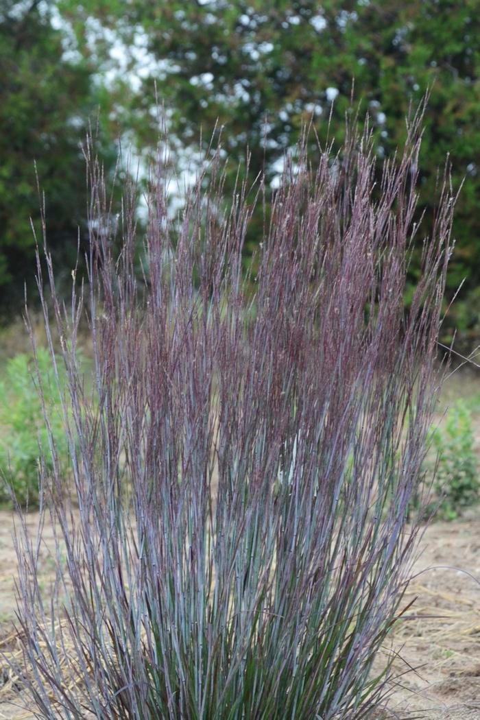 Schizachyrium scoparium Prairie Winds® Blue Paradise