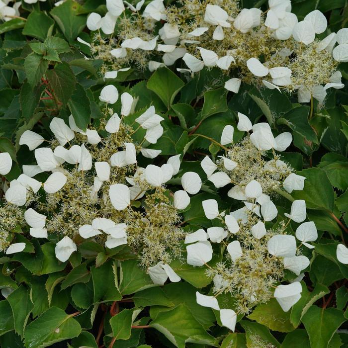Schizophragma Flirty Girl®