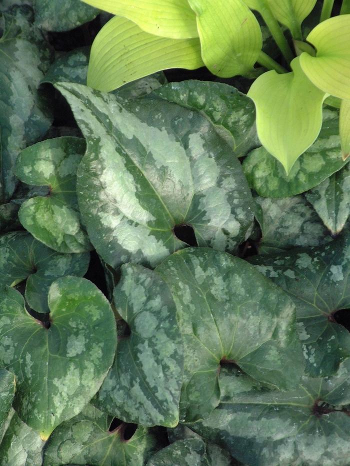 Asarum splendens 