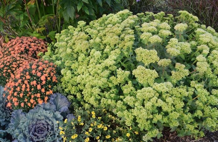 Sedum Rock 'N Grow® Lemonjade