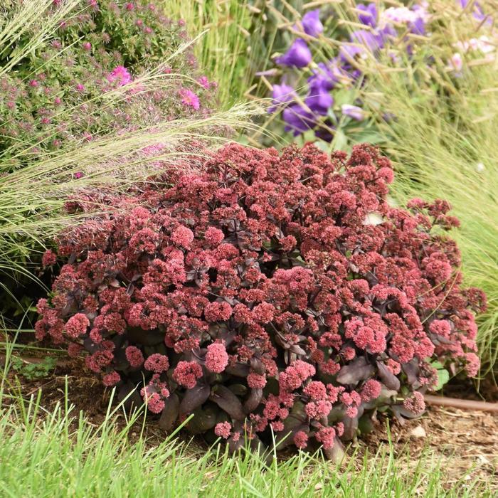 Sedum Rock 'N Grow® Midnight Velvet PP35725