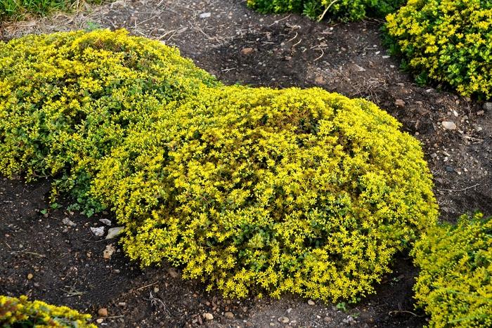 Sedum Rock 'N Low® Yellow Brick Road