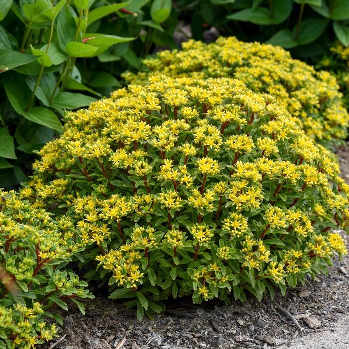 Sedum Rock 'N Round® Bright Idea