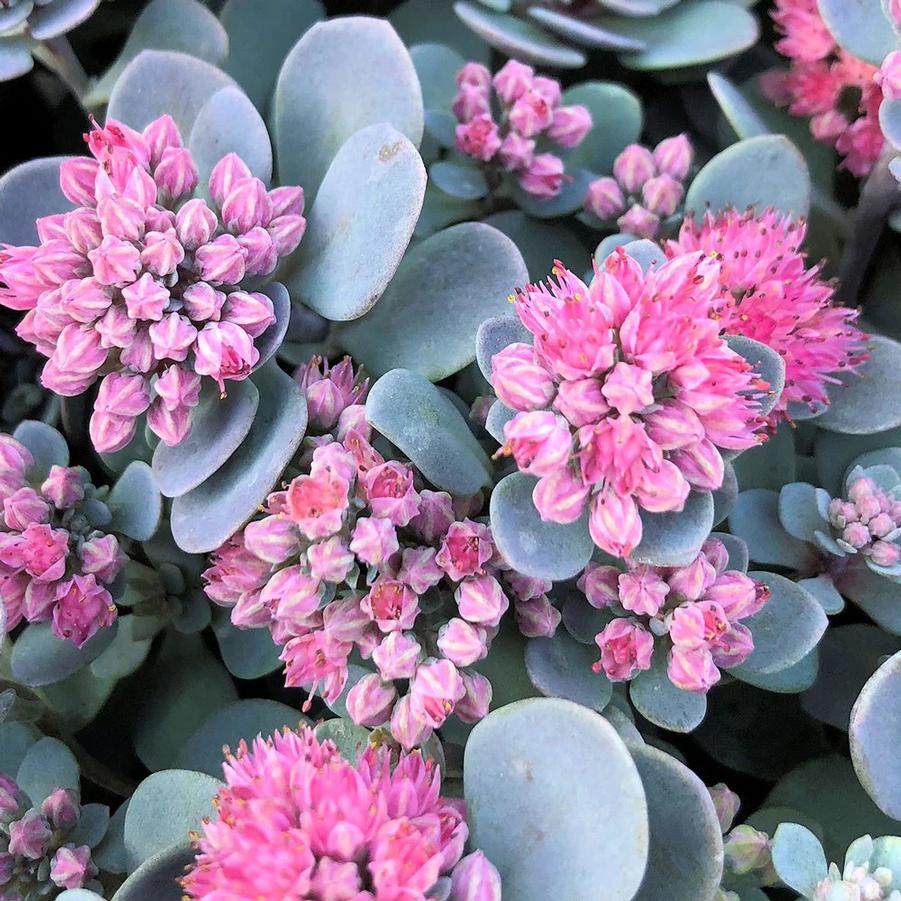 Sedum Sunsparkler® Blue Elf