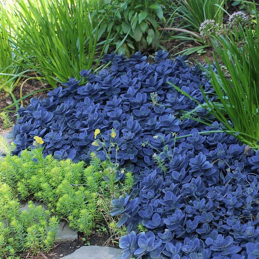 Sedum Sunsparkler® Blue Pearl