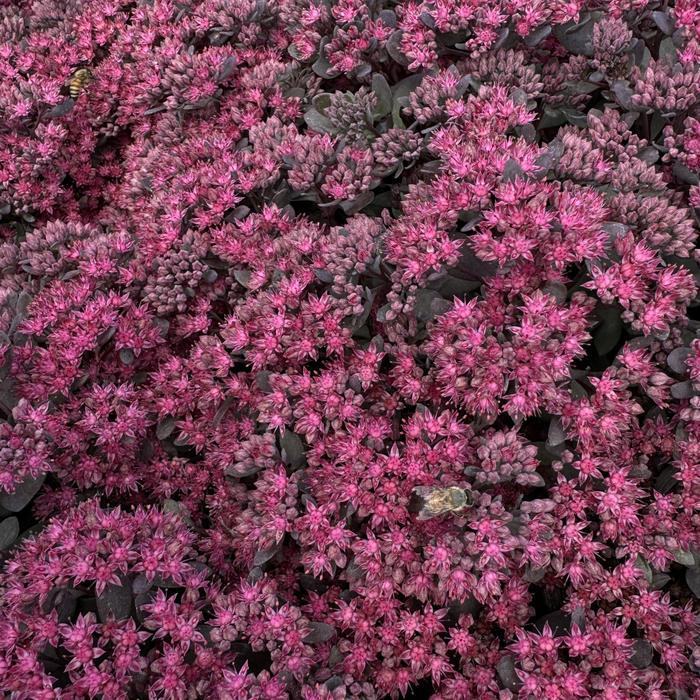 Sedum Sunsparkler® Dazzleberry