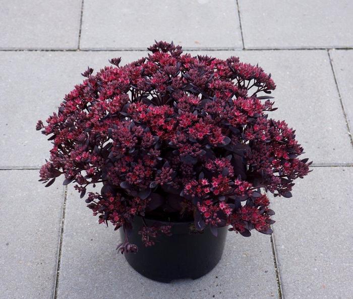 Sedum Sunsparkler® Plum Dazzled