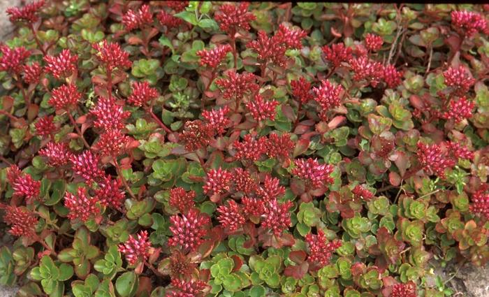 Sedum spurium Fulda Glow