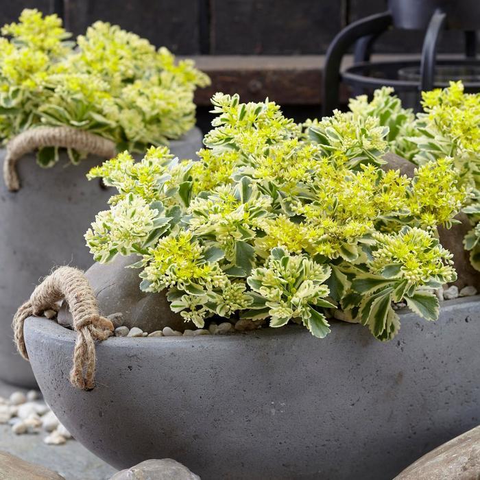 Sedum takesimense Atlantis® PP27454
