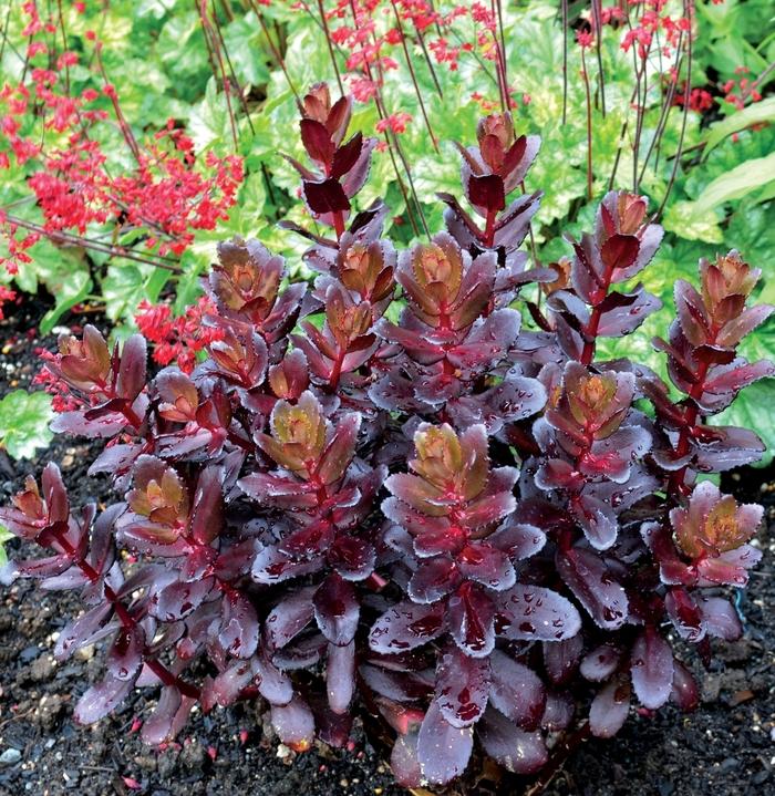 Sedum telephium Touchdown™ Touchdown Teak