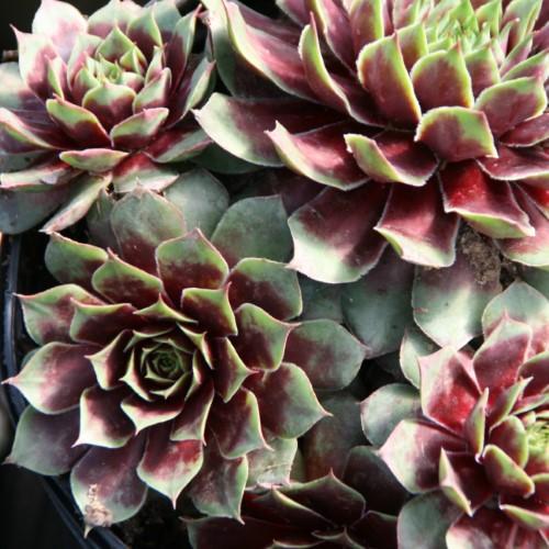 Sempervivum Ruby Heart