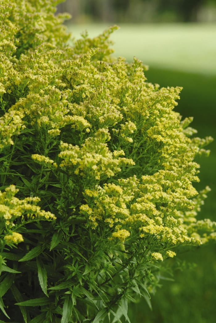 Solidago Little Lemon®