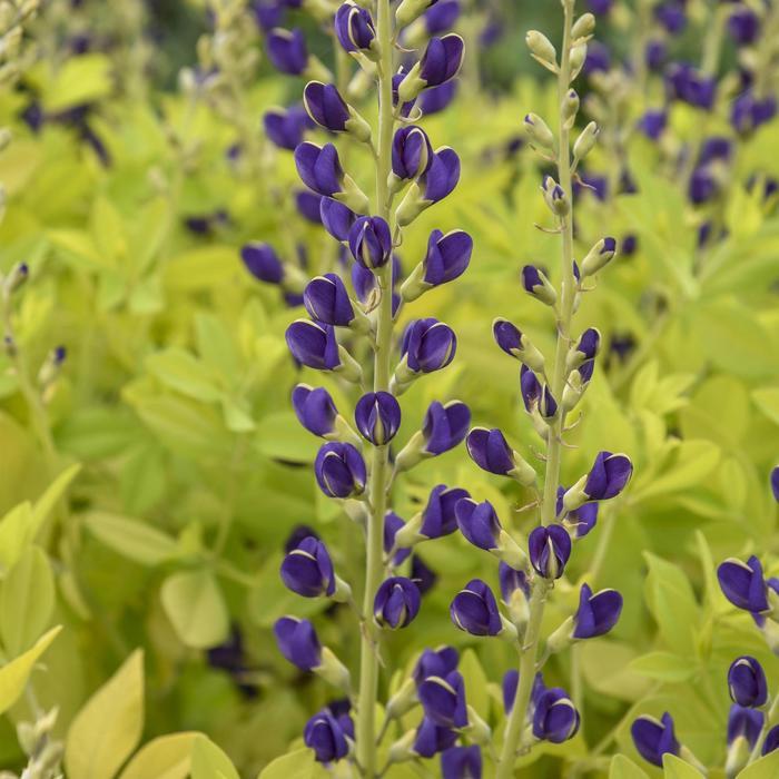 Baptisia Golden Anniversary PP37156