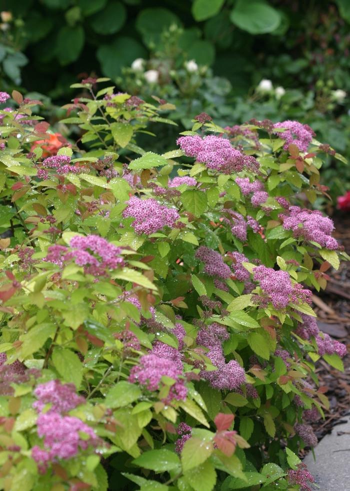 Spiraea japonica Double Play Big Bang® PP21588