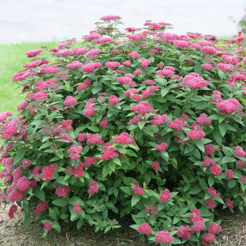 Spiraea japonica Double Play® Red PP26993