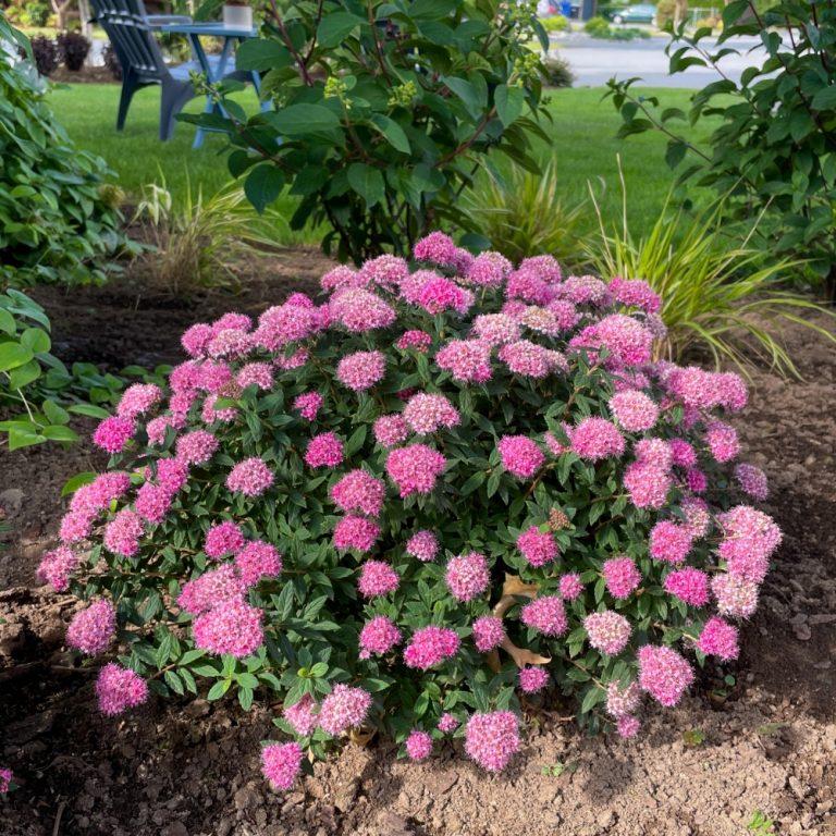 Spiraea japonica Poprocks® Petite PP28508